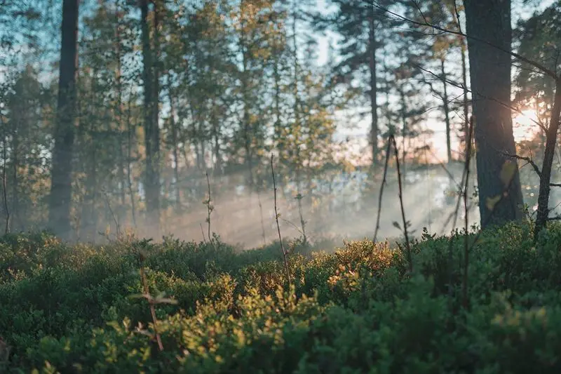 Neste zavede solární energii do své rafinérie Porvoo