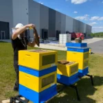 Dachser slaví Světový den včel – se včelími úly na pobočce