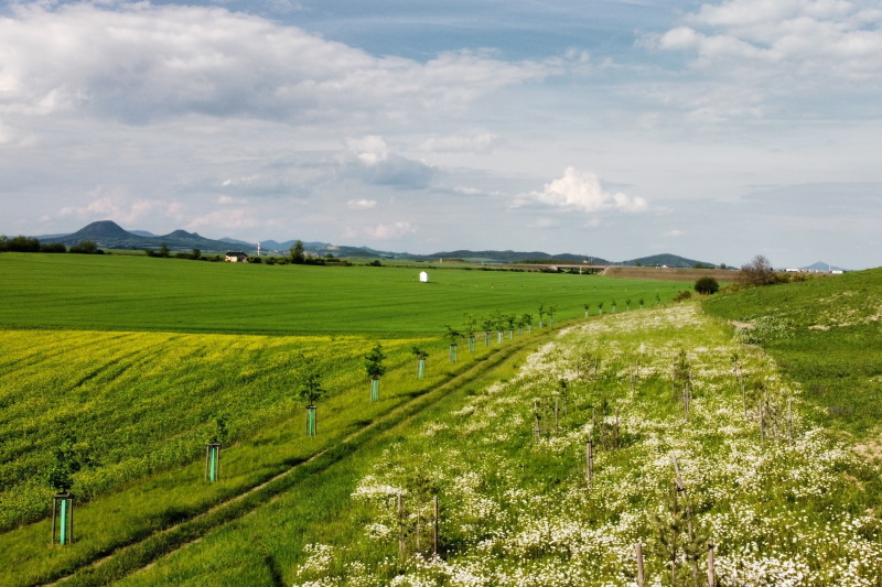 Vycházková cesta ke kapličce © Městský úřad Louny